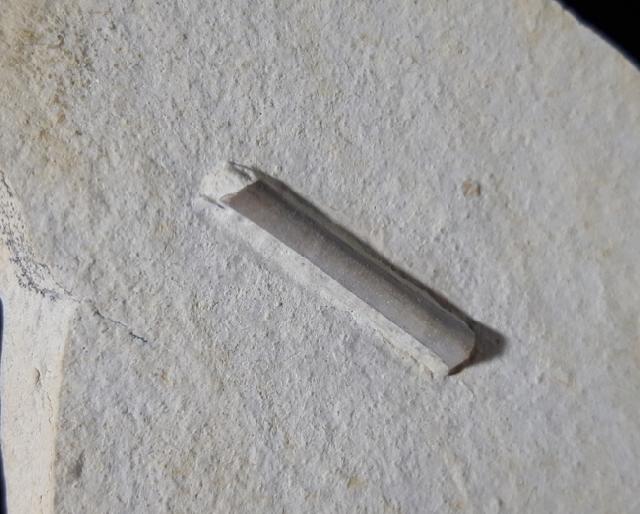 Hibolithes semisulcatus (MNSTER 1830) (zerbissen) - Bild © FossNet FossilienStore